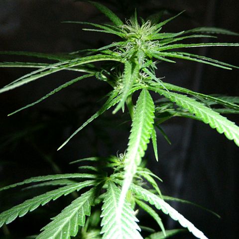 OG Killer growlog timeline photo