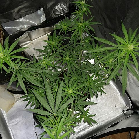 OG Killer growlog timeline photo