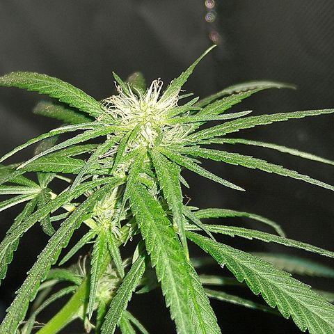 OG Killer growlog timeline photo