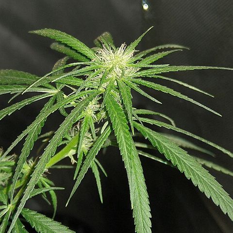 OG Killer growlog timeline photo