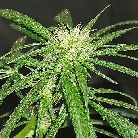 OG Killer growlog timeline photo
