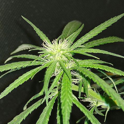 OG Killer growlog timeline photo