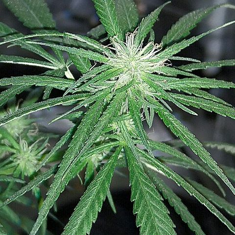 OG Killer growlog timeline photo