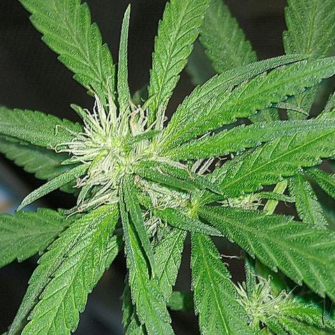 OG Killer growlog timeline photo