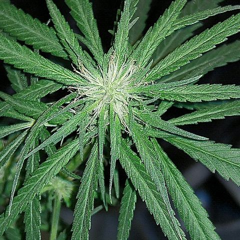 OG Killer growlog timeline photo