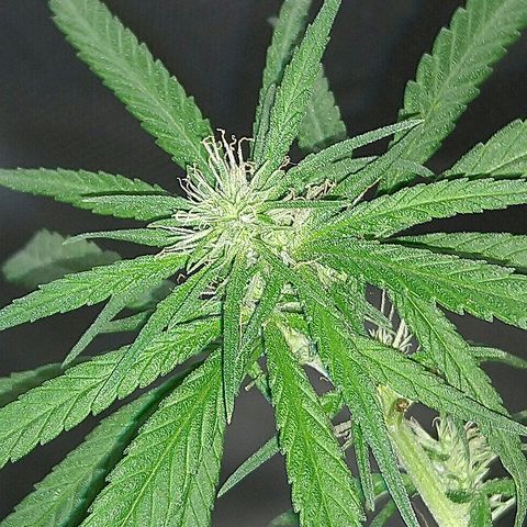 OG Killer growlog timeline photo