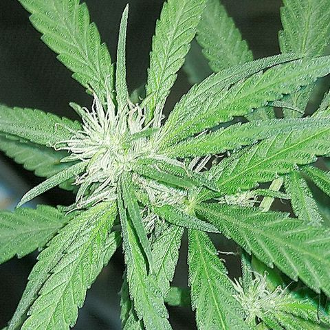 OG Killer growlog timeline photo