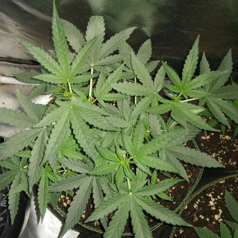 Lemon Kush growlog timeline photo