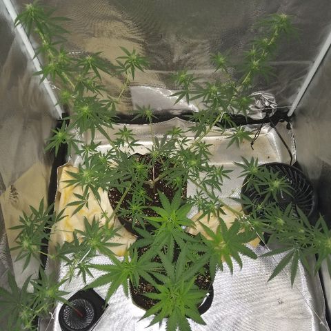 OG Killer growlog timeline photo