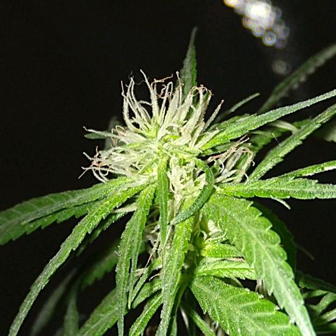 OG Killer growlog timeline photo
