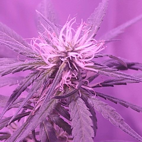 OG Killer growlog timeline photo