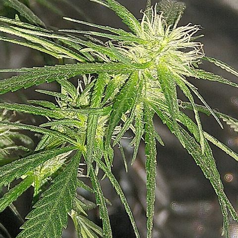 OG Killer growlog timeline photo