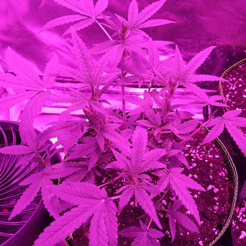 Lemon Kush growlog timeline photo