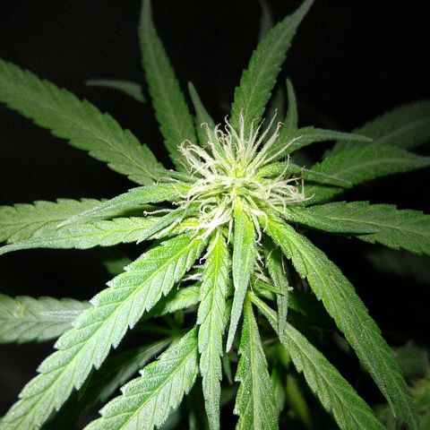 OG Killer growlog timeline photo