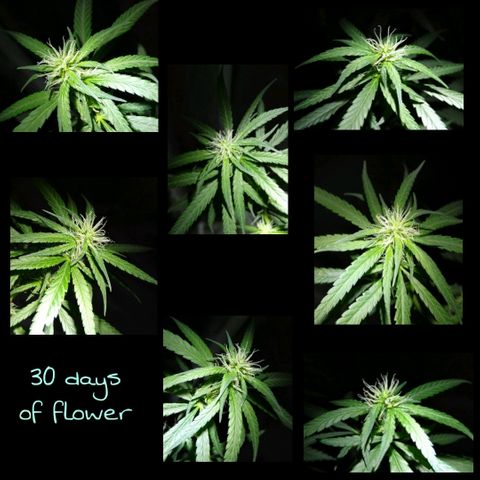 OG Killer growlog timeline photo