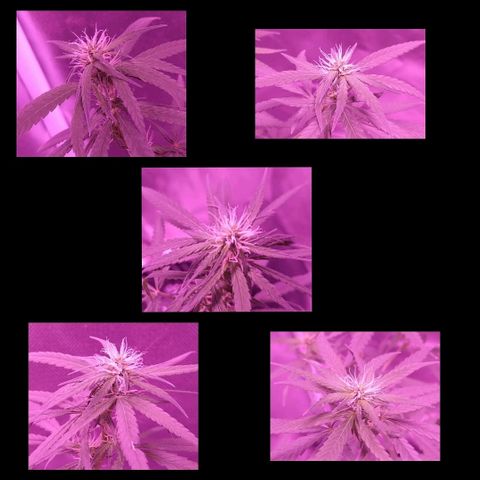 OG Killer growlog timeline photo