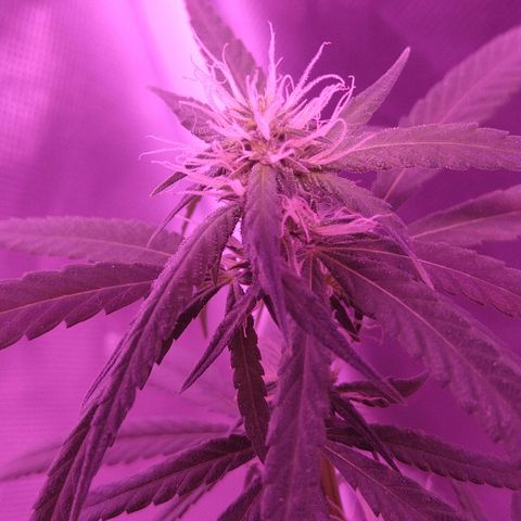 OG Killer growlog timeline photo