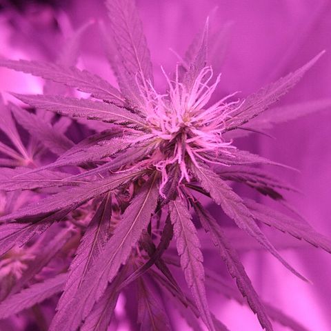 OG Killer growlog timeline photo