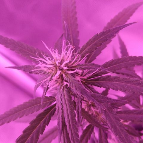 OG Killer growlog timeline photo