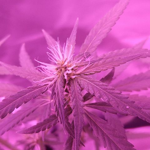 OG Killer growlog timeline photo
