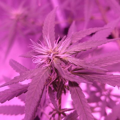 OG Killer growlog timeline photo