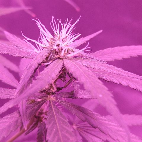 OG Killer growlog timeline photo