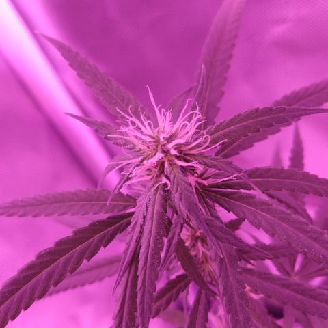 OG Killer growlog timeline photo