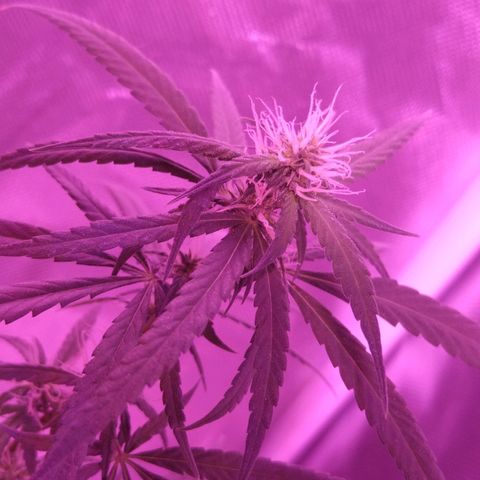 OG Killer growlog timeline photo