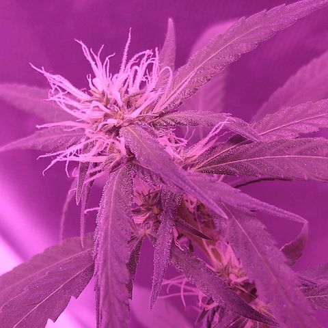 OG Killer growlog timeline photo