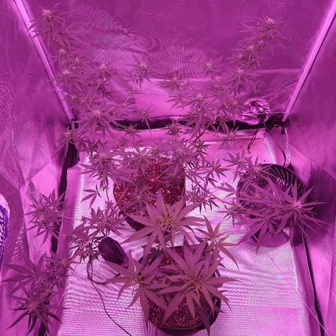 OG Killer growlog timeline photo