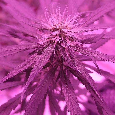 OG Killer growlog timeline photo