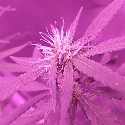 OG Killer growlog timeline photo