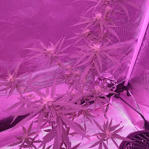 OG Killer growlog timeline photo