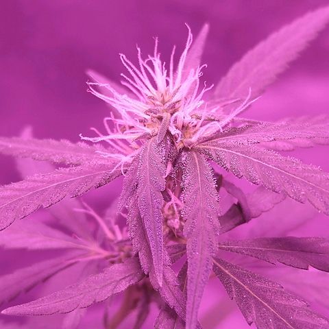 OG Killer growlog timeline photo