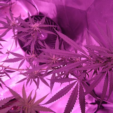 OG Killer growlog timeline photo