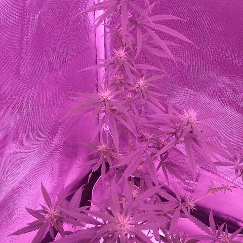 OG Killer growlog timeline photo