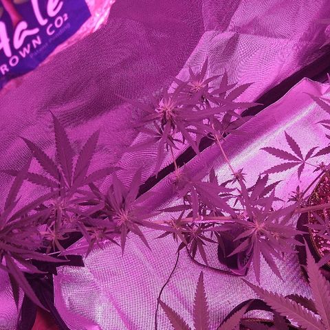 OG Killer growlog timeline photo