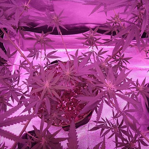 OG Killer growlog timeline photo