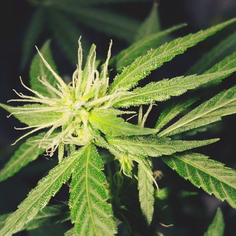 OG Killer growlog timeline photo