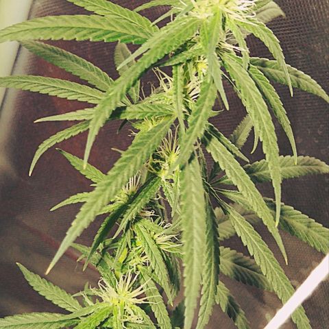 OG Killer growlog timeline photo