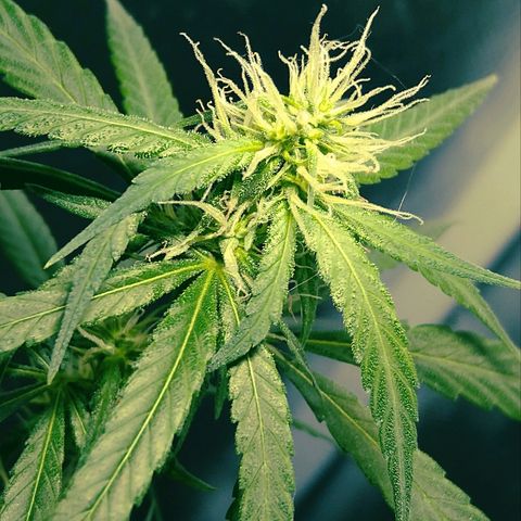 OG Killer growlog timeline photo