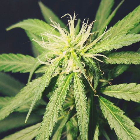 OG Killer growlog timeline photo