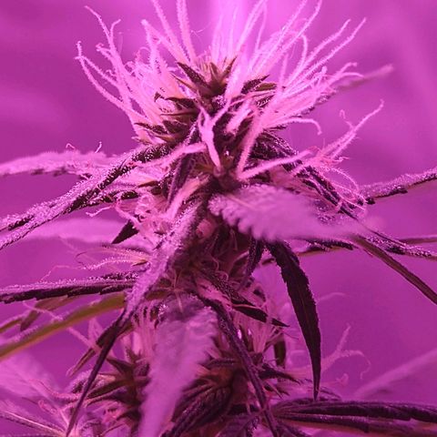 OG Killer growlog timeline photo