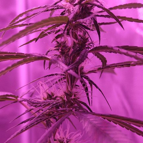 OG Killer growlog timeline photo