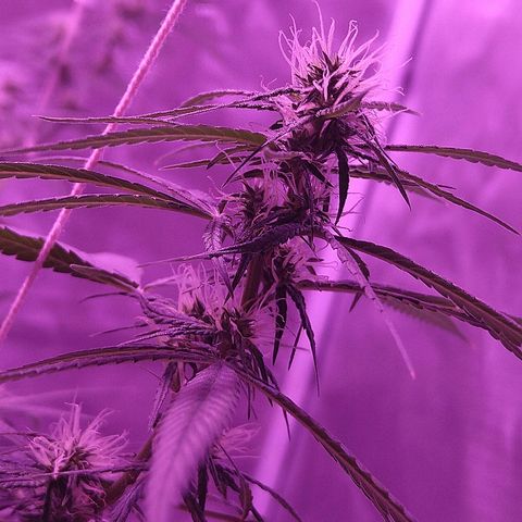 OG Killer growlog timeline photo