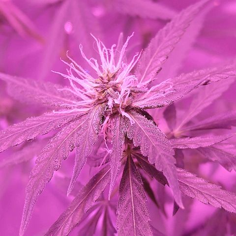 OG Killer growlog timeline photo