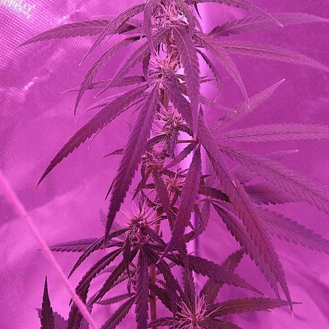 OG Killer growlog timeline photo