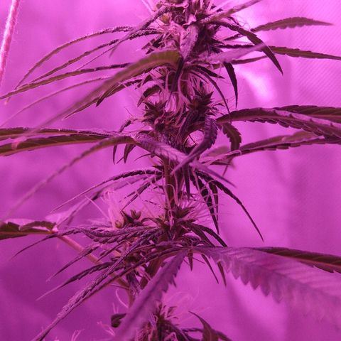 OG Killer growlog timeline photo