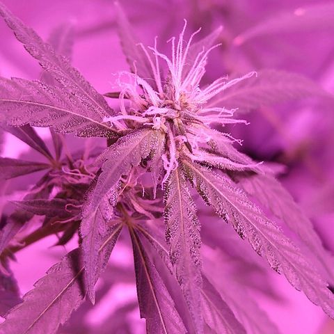OG Killer growlog timeline photo