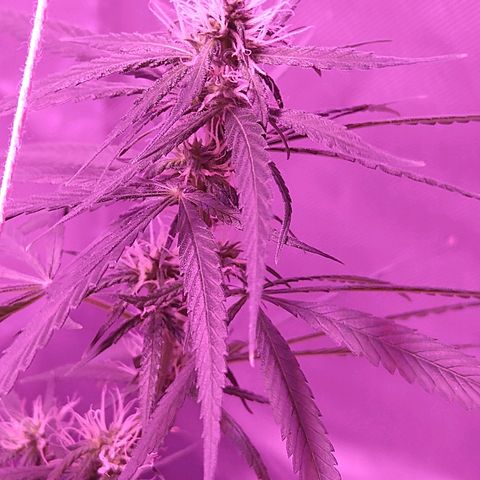 OG Killer growlog timeline photo